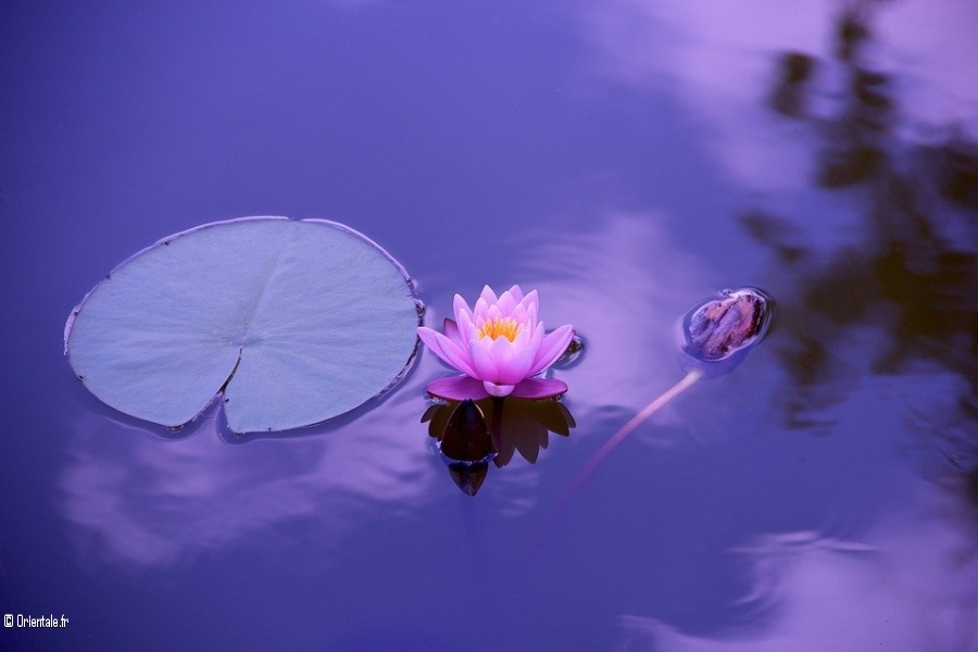 Lotus Lotus