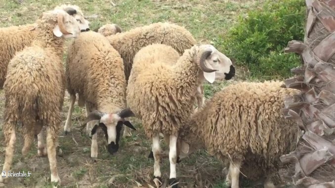Mouton Mouton