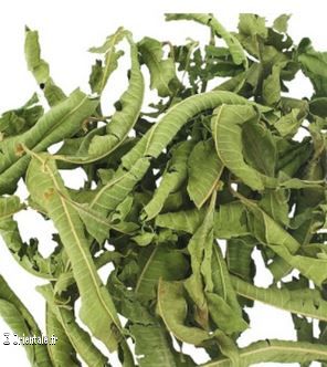 Verveine
