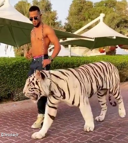 Mohamed Ramadan avec son tigre blanc Mohamed Ramadan avec son tigre blanc