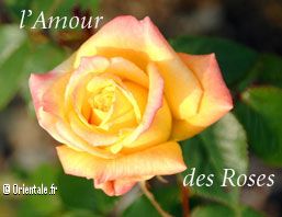amour_roses amour_roses