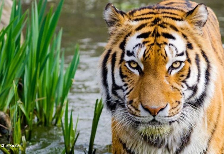 Tigre Tigre