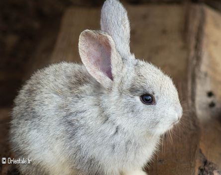 Lapin