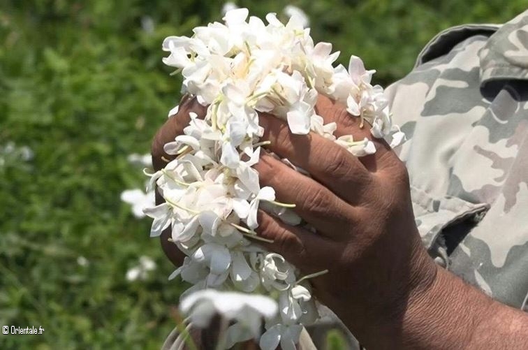 Jasmin fraîchement cueilli! Jasmin fraîchement cueilli!