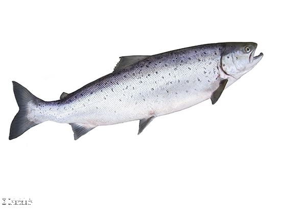 Saumon transgénique Saumon transgénique